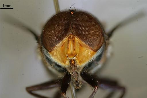 Chrysomya marginalis (Wiedemann, 1830) - Chrysomya marginalis head front