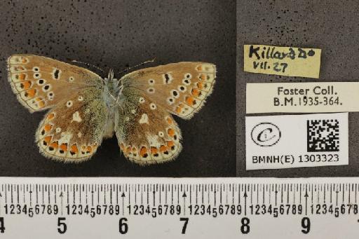 Polyommatus icarus mariscolore (Kane, 1893) - BMNHE_1303323_137449