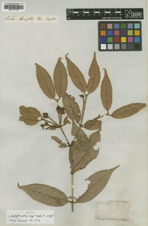 Calyptranthes capitulata C.Wright - BM001011006