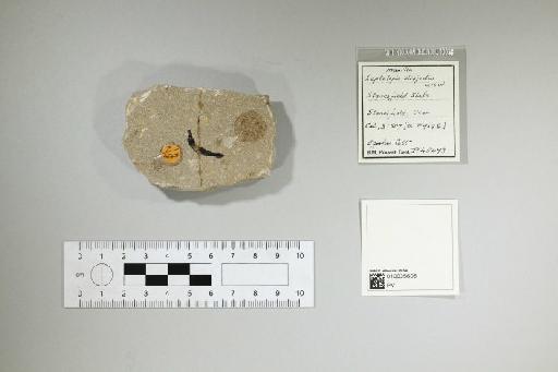 Leptolepis disjectus Woodward, 1895 - 010035605_L010097748