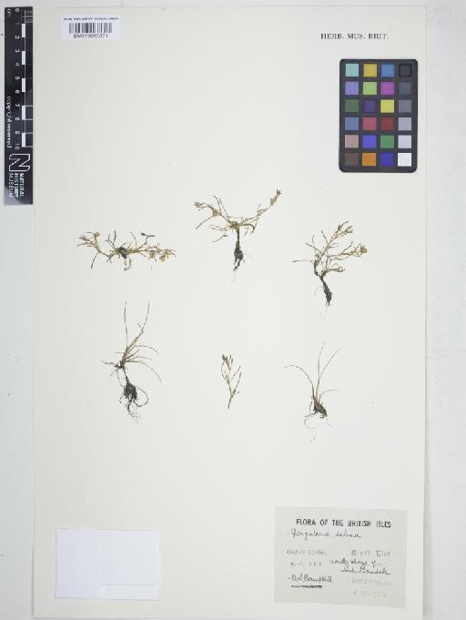 Spergularia marina (L.) Griseb. - 013863871