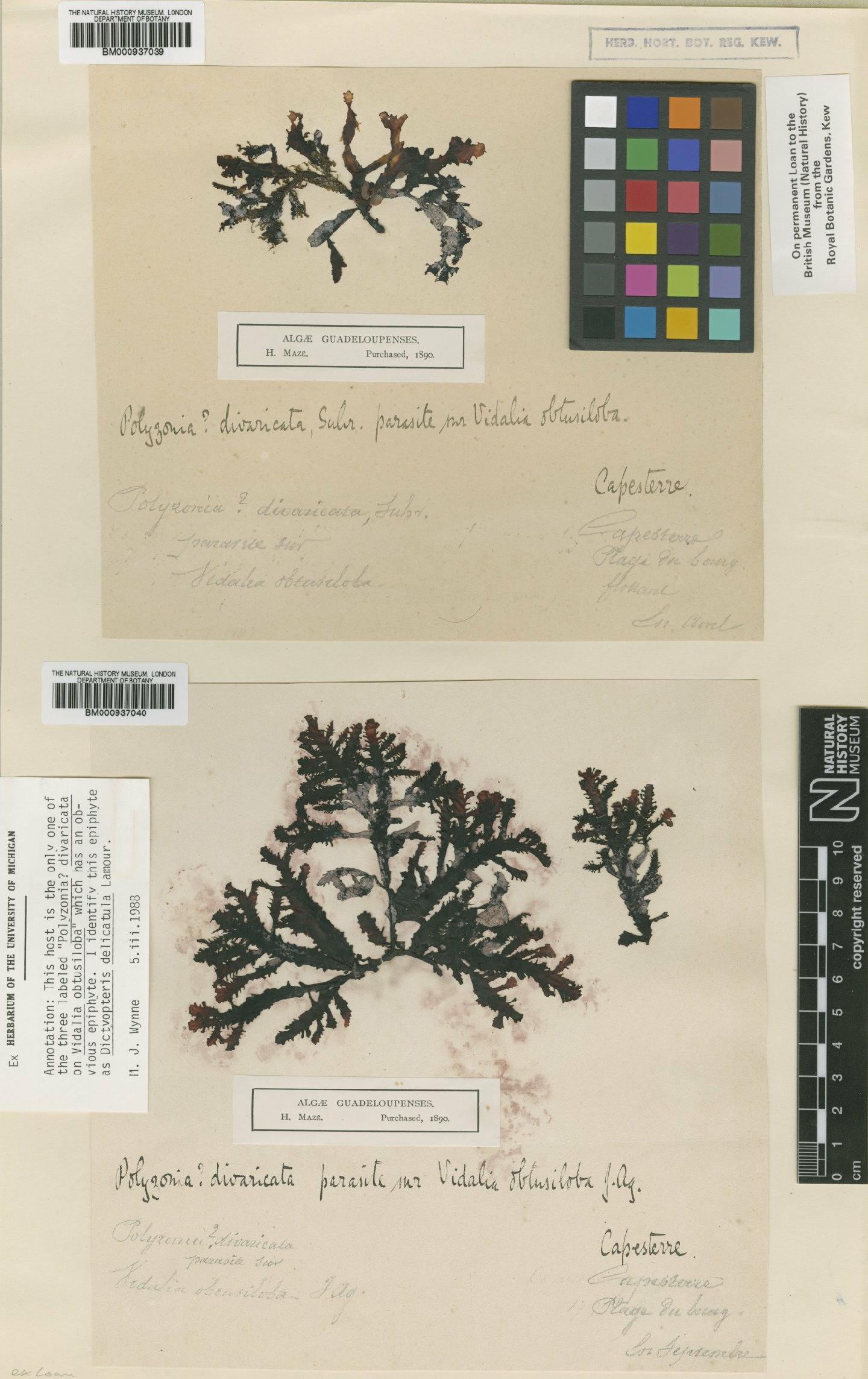 To NHMUK collection (Polysiphonia divaricata (C.Agardh) Spreng.; Syntype; NHMUK:ecatalogue:465587)
