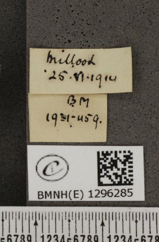 Maculinea arion eutyphron ab. teleius Bergsträsser, 1779 - BMNHE_1296285_label_147302