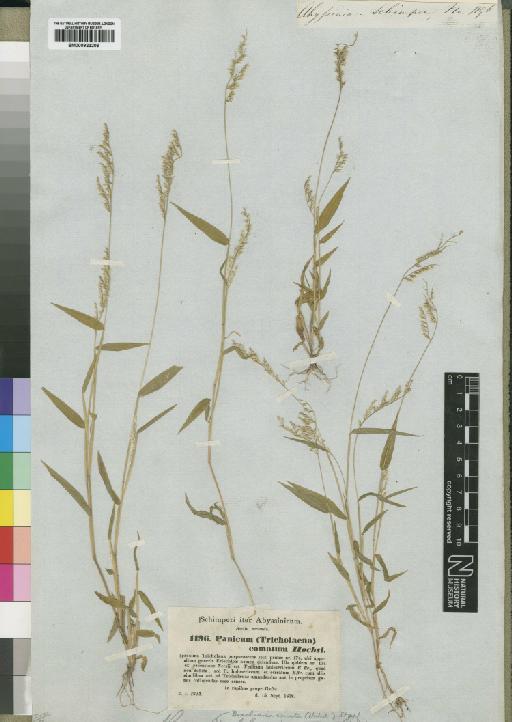 Brachiaria comata Stapf - BM000923206