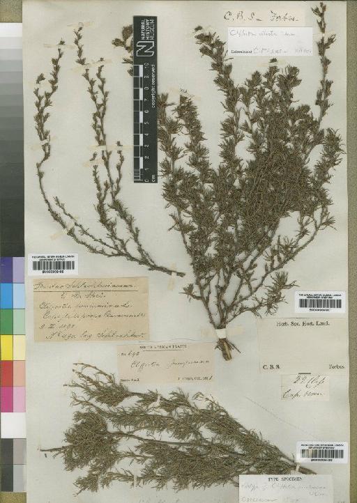 Cliffortia paucistaminea Weim. - BM000906487