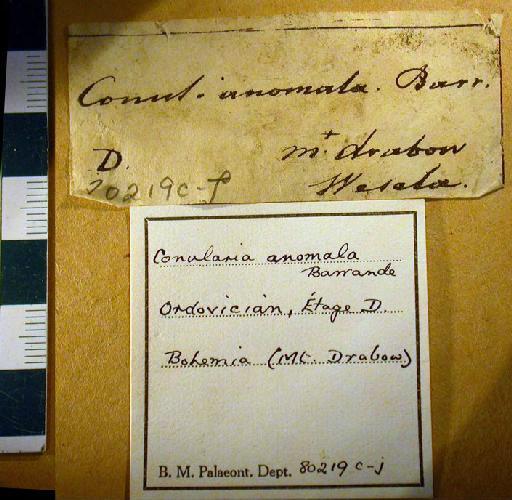 Metaconularia anomala (Barrande, 1867) - 80219c-j. Conularia anomala (label)