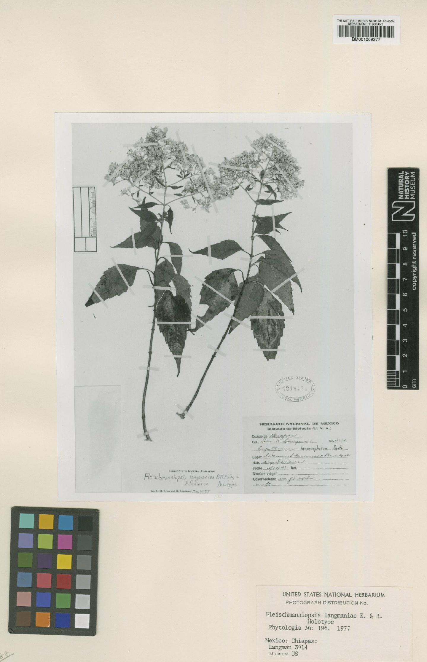 To NHMUK collection (Fleischmanniopsis langmaniae R.M.King & H.Rob.; NHMUK:ecatalogue:562225)