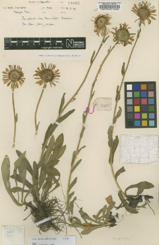 Aster barbellatus Grierson - BM000070257