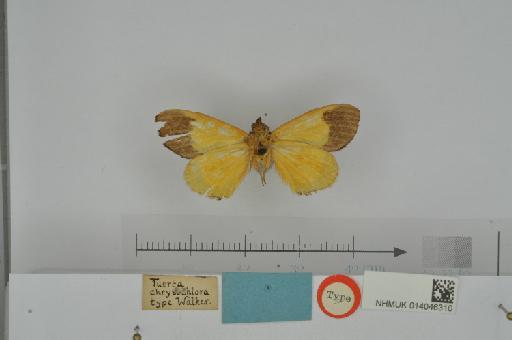 Tuerta chrysochlora Walker in Chapman, 1869 - NHMUK_014046310_Tuerta_chrysochlora_Walker_1869_male_Congo_holotype_V.JPG
