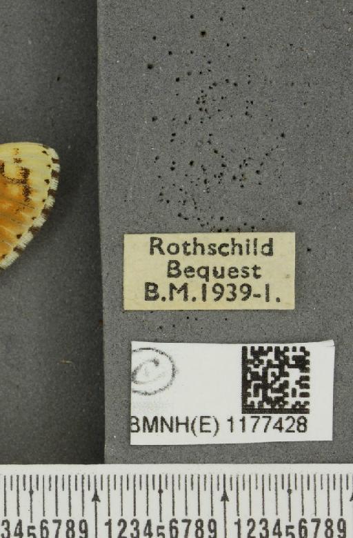 Melitaea cinxia ab. wittei Geest, 1903 - BMNHE_1177428_label_49469