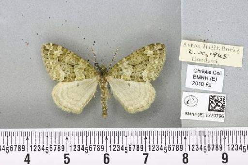Chloroclysta miata (Linnaeus, 1758) - BMNHE_1770796_347667