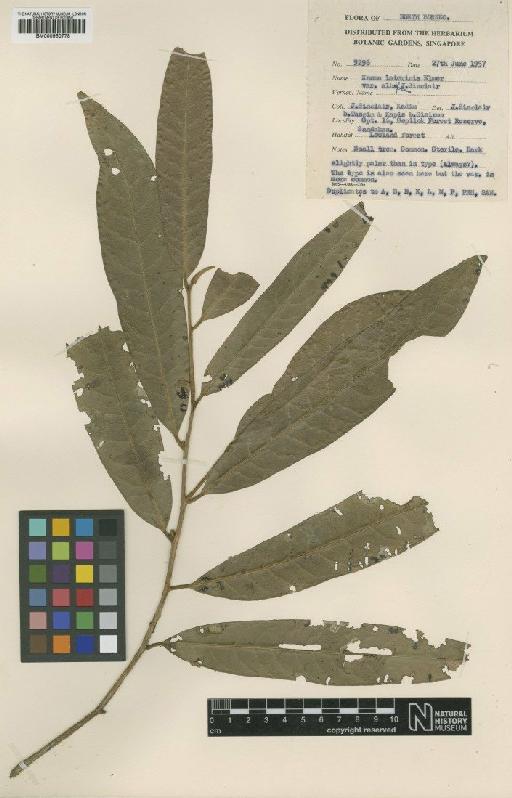 Knema latericia subsp. albifolia (J.Sinclair) W.J.de Wilde - BM000950778