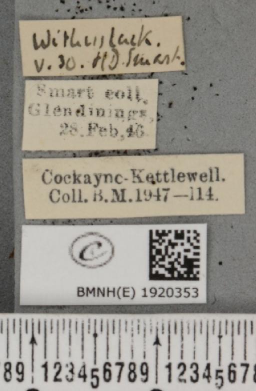 Ematurga atomaria (Linnaeus, 1758) - BMNHE_1920353_label_486227