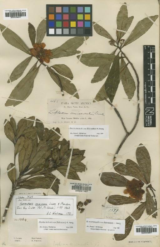 Gordonia fruticosa (Schrader) Keng - BM000939041