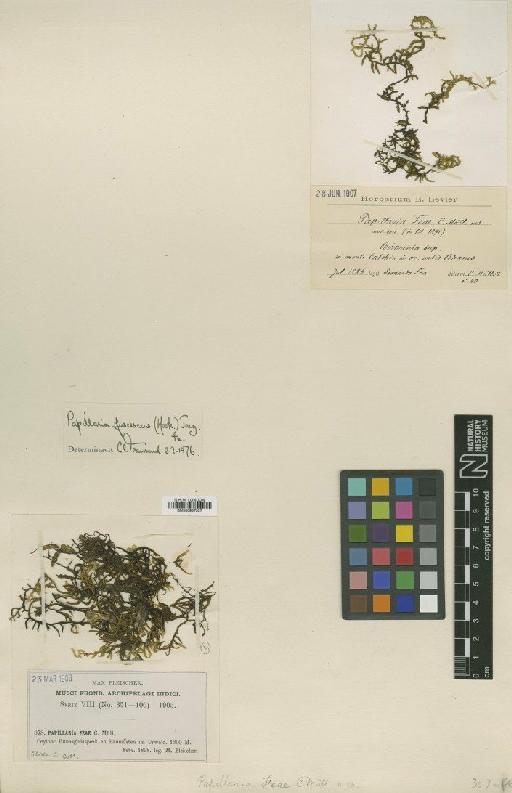 Papillaria fuscescens (Hook.) A.Jaeger - BM000987337_a