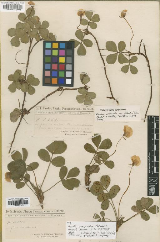 Arachis pseudovillosa (Chodat & Hassl.) Krapov. & W.C.Greg. - BM000931671