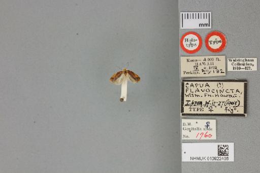 Spheterista flavocincta Walsingham - 010922406