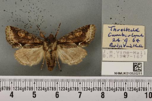 Allophyes oxyacanthae (Linnaeus, 1758) - NHMUK_010520211_573733