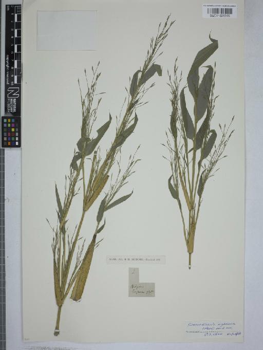 Sinarundinaria wightiana (Nees) C.S.Chao & Renvoize - 011026285