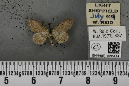 Idaea seriata (Schrank, 1802) - BMNHE_1595114_262449