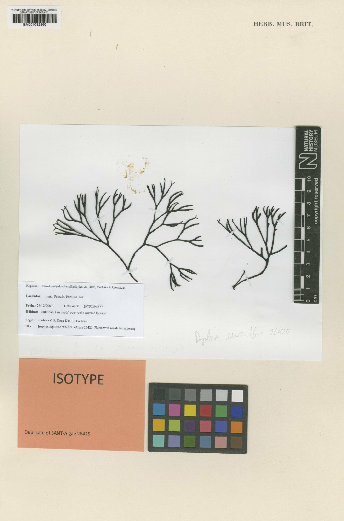 To NHMUK collection (Pseudopolyides furcellarioides Gallardo, Bárbara & Cremades; Isotype; NHMUK:ecatalogue:2824699)