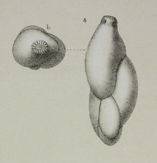 Polymorphina oblonga Orbigny, 1846 - ZF2147_73_4_Guttulina_austriaca.jpg