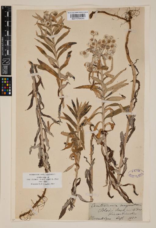 Anaphalis margaritacea (L.) Benth. & Hook.f. - 015764244