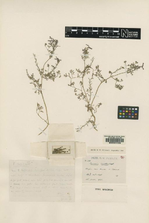 Fumaria caroliana Pugsley - BM000613950