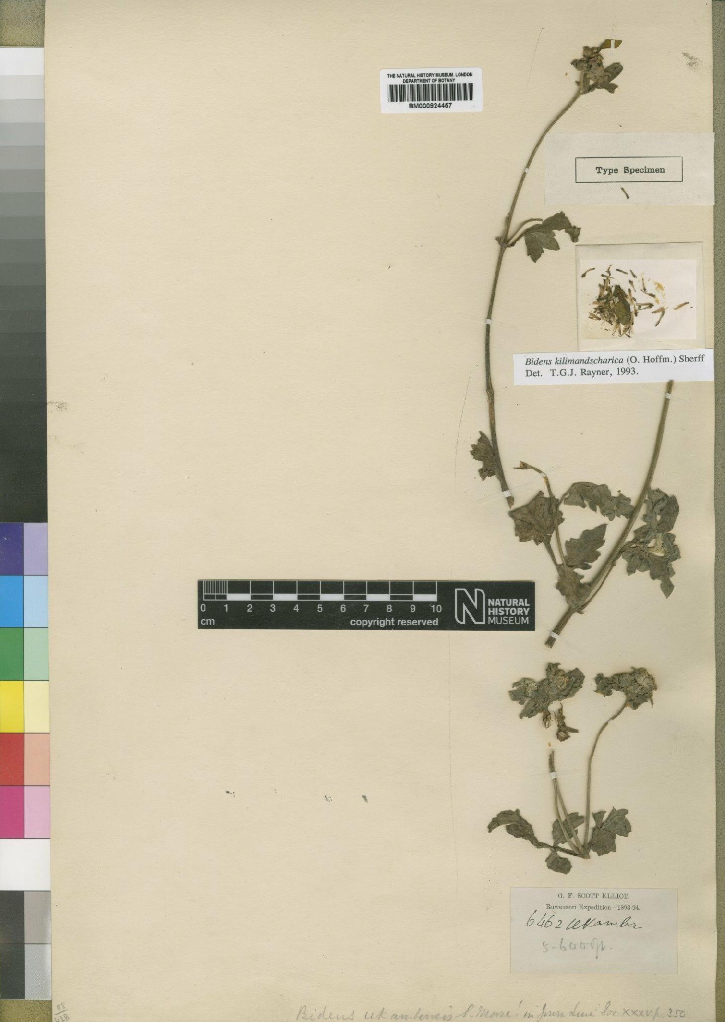 To NHMUK collection (Bidens kilimandscharica (O.Hoffm.) Sherff; Type; NHMUK:ecatalogue:4528785)