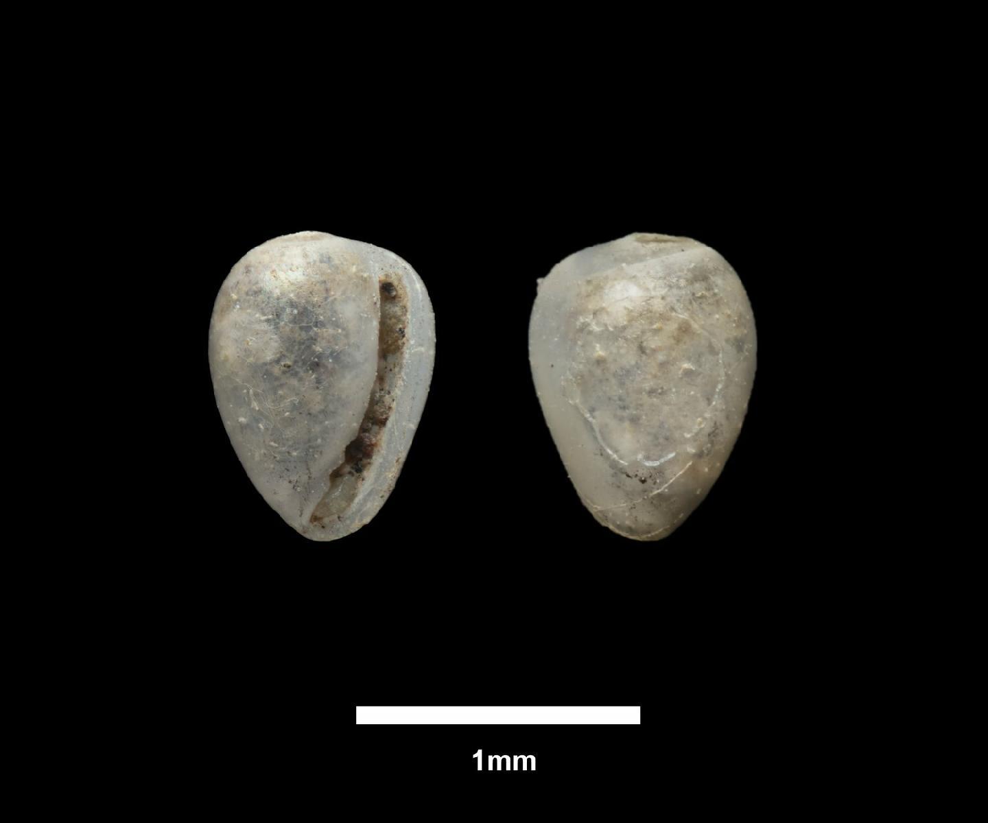 To NHMUK collection (Marginella (Volvaria) atomus Smith, 1890; SYNTYPES; NHMUK:ecatalogue:9534903)