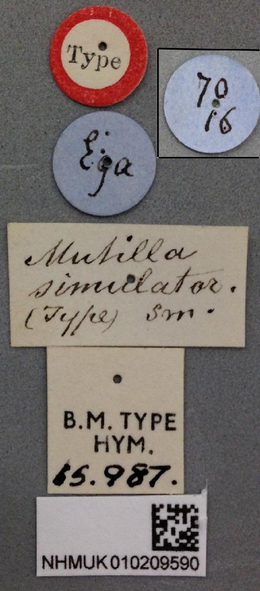 Mutilla simulatrix Smith, F., 1879 - Mutilla_simulator_syntype_010209590_labels