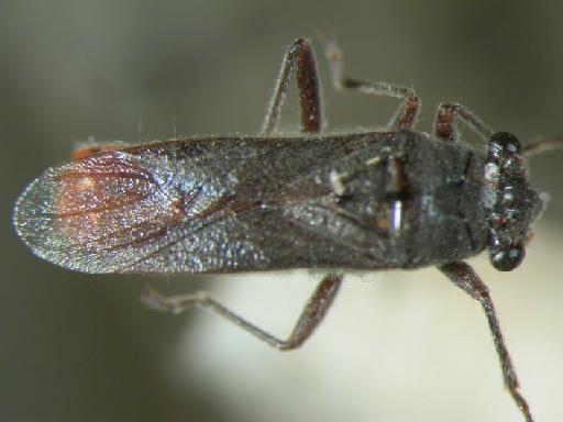 Aethalotus fulviventris Bergroth - Hemiptera: Aethalotus Ful