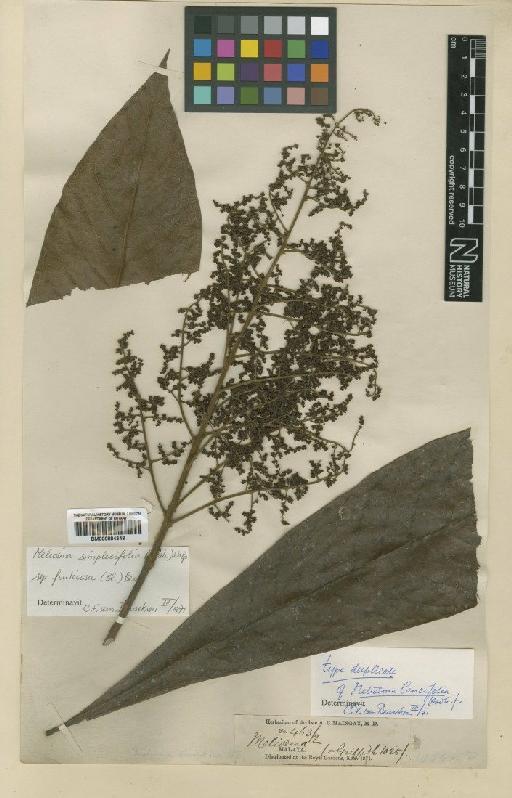 Meliosma simplicifolia (Roxb.) Walp. - BM000884348