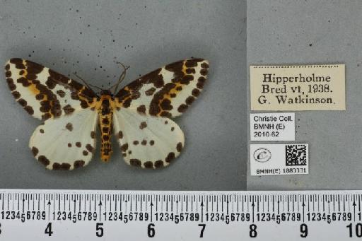 Abraxas grossulariata (Linnaeus, 1758) - BMNHE_1883331_439220