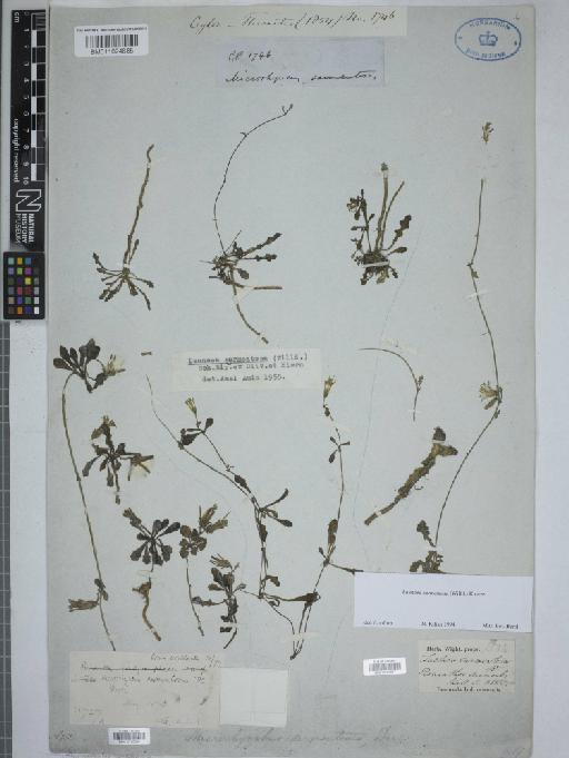 Launaea sarmentosa (Willd.) Kuntze - 010760857_1