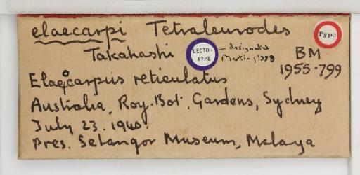 Tetraleurodes elaeocarpi Takahashi, 1950 - 013503947_additional