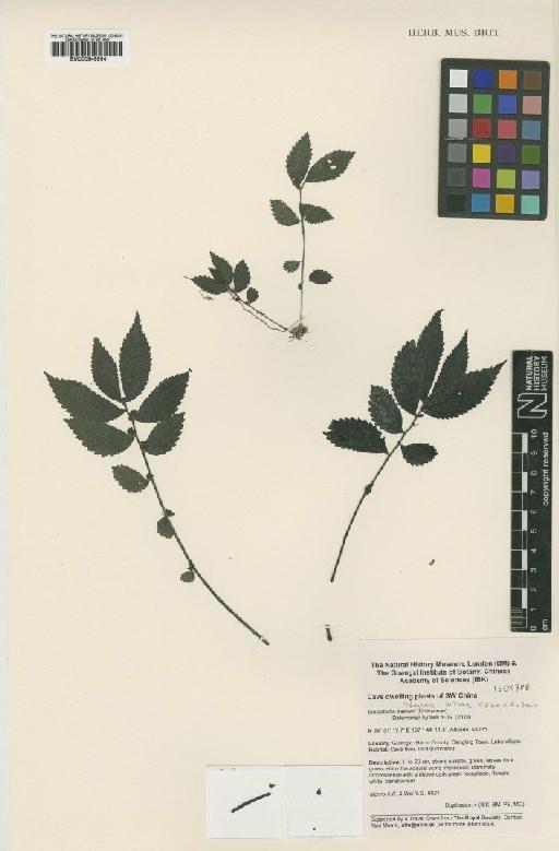 Elatostema celingense W.T.Wang, Y.G.Wei & A.K.Monro - BM000949854
