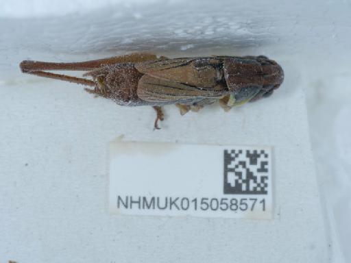 Metrioptera (Roeseliana) roeselii azami (Finot, 1892) - 015058571_2