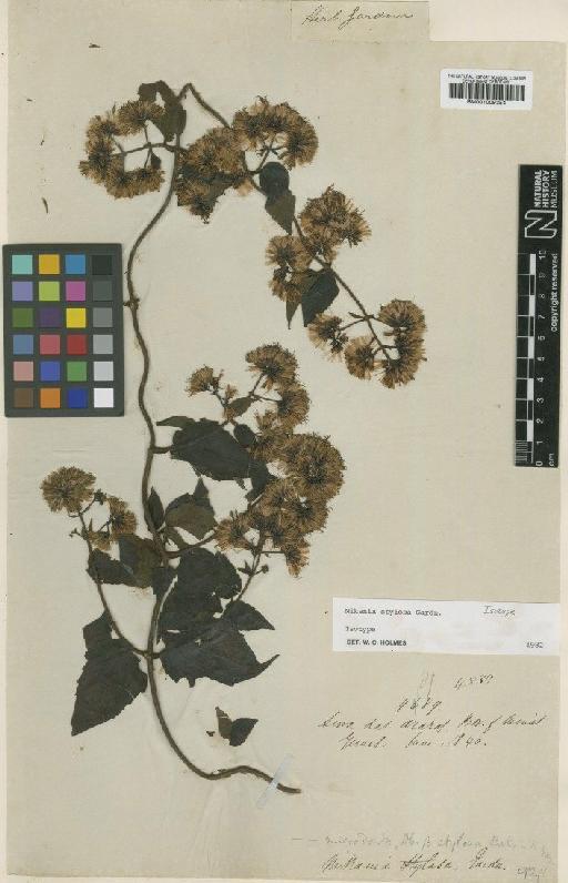 Mikania stylosa Gardner - BM001009354