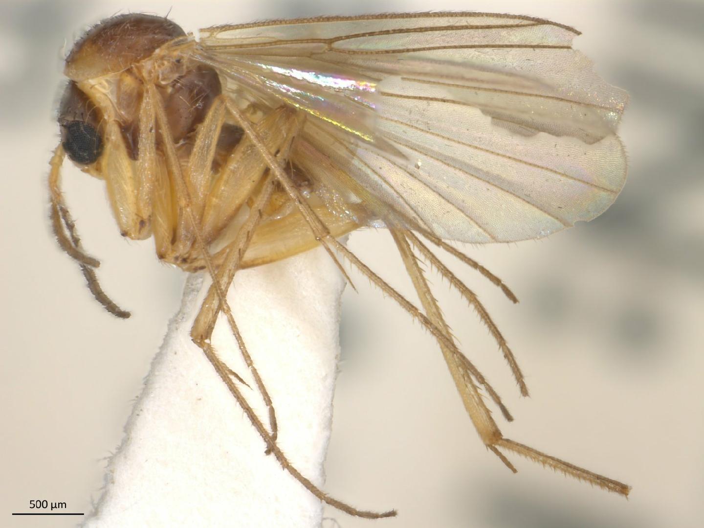 Trichonta fusca