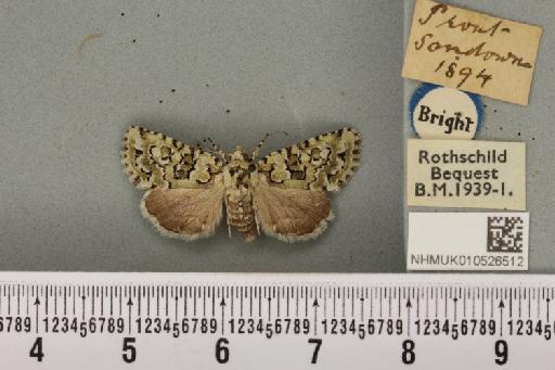 Nyctobrya muralis ab. obscura Tutt, 1888 - NHMUK_010526512_580517