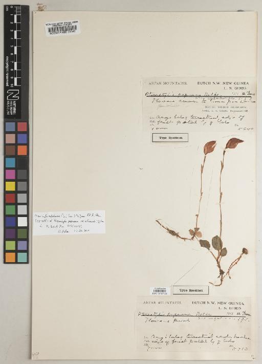 Pterostylis papuana var. arfakensis J.J.Sm. - BM013767122