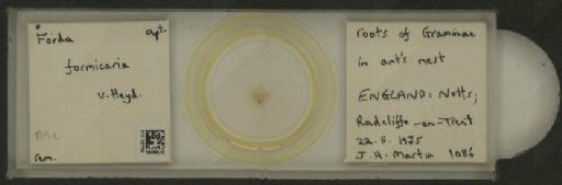 Forda formicaria von Heyden, C., 1837 - 010125762_112939_1094301