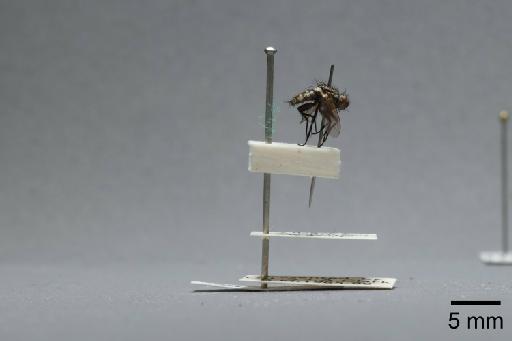 Sarcophaga (Myorhina) nigriventris Meigen, 1826 - 015092564_lateral