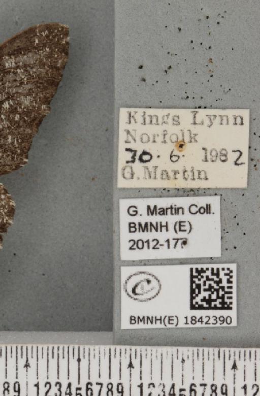 Biston betularia (Linnaeus, 1758) - BMNHE_1842390_label_411970