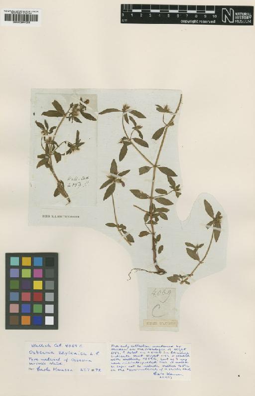 Osbeckia zeylanica L.f. - BM000944358