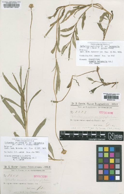 Spilanthes arnicoides var. leptophylla f. nervosa Chodat - BM000096869