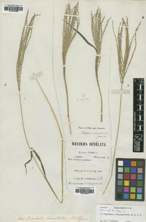 Digitaria setigera Roth - BM000959645