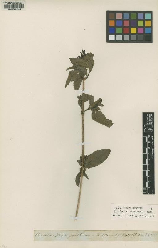 Justicia strobilacea (Nees) Lindau - BM000629550