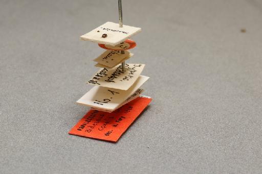Bidessus coxalis Sharp, 1882 - 015082528_additional_3